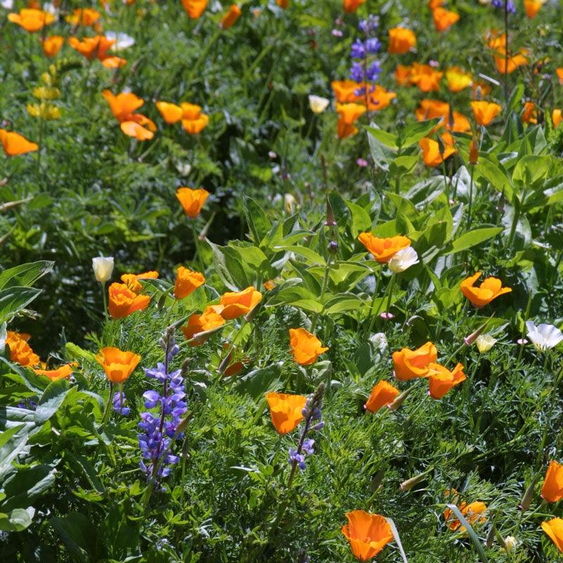 Deer Proof Garden Wildflower Mix (1/4 lb)