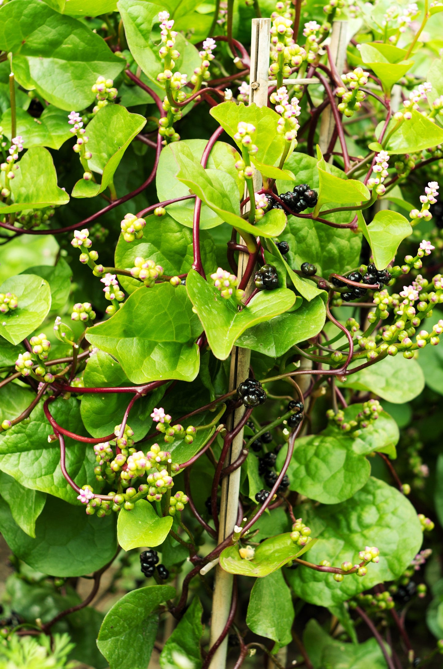 50 RED Stem MALABAR SPINACH Red Vine Ceylon Basella Alba Rubra Vegetable Seeds