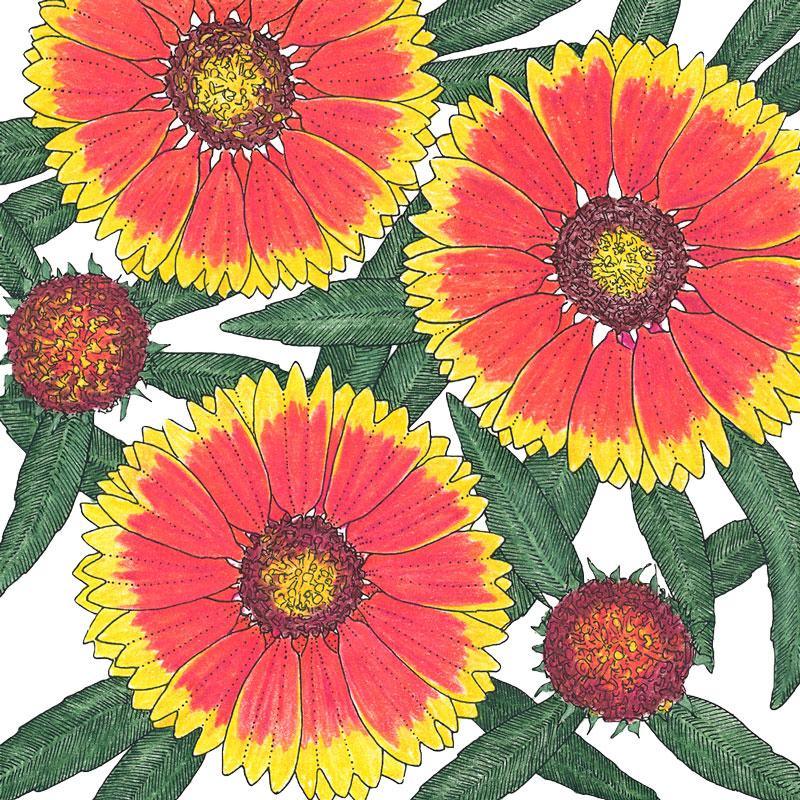 Gaillardia, Blanketflower (1/4 lb)