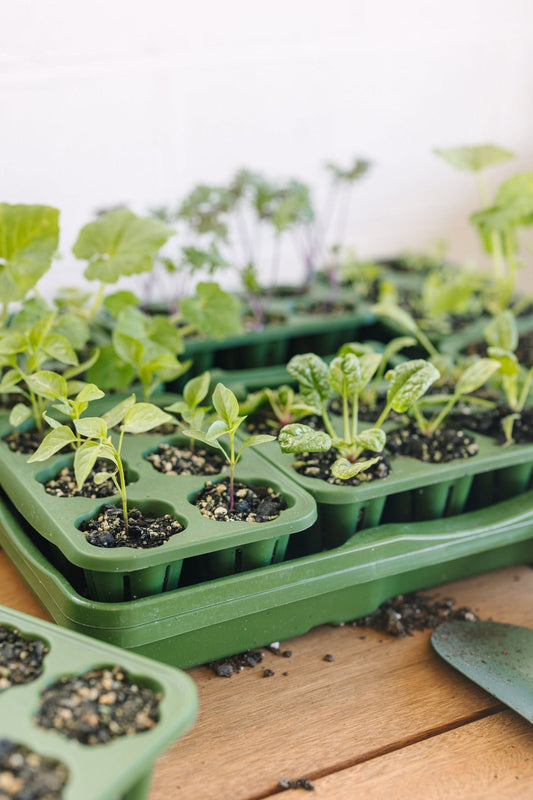 GreenStalk Garden Seed Starter Kit (Set of 4)