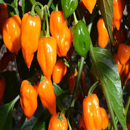 Habanero Orange VERY HOT Pepper Seeds