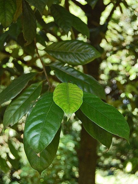 nutmeg seeds for planting 1 NUTMEG TREE Seed Myristica Fragrans Pala MACE Fruit Nut Pumpkin Pie Spice