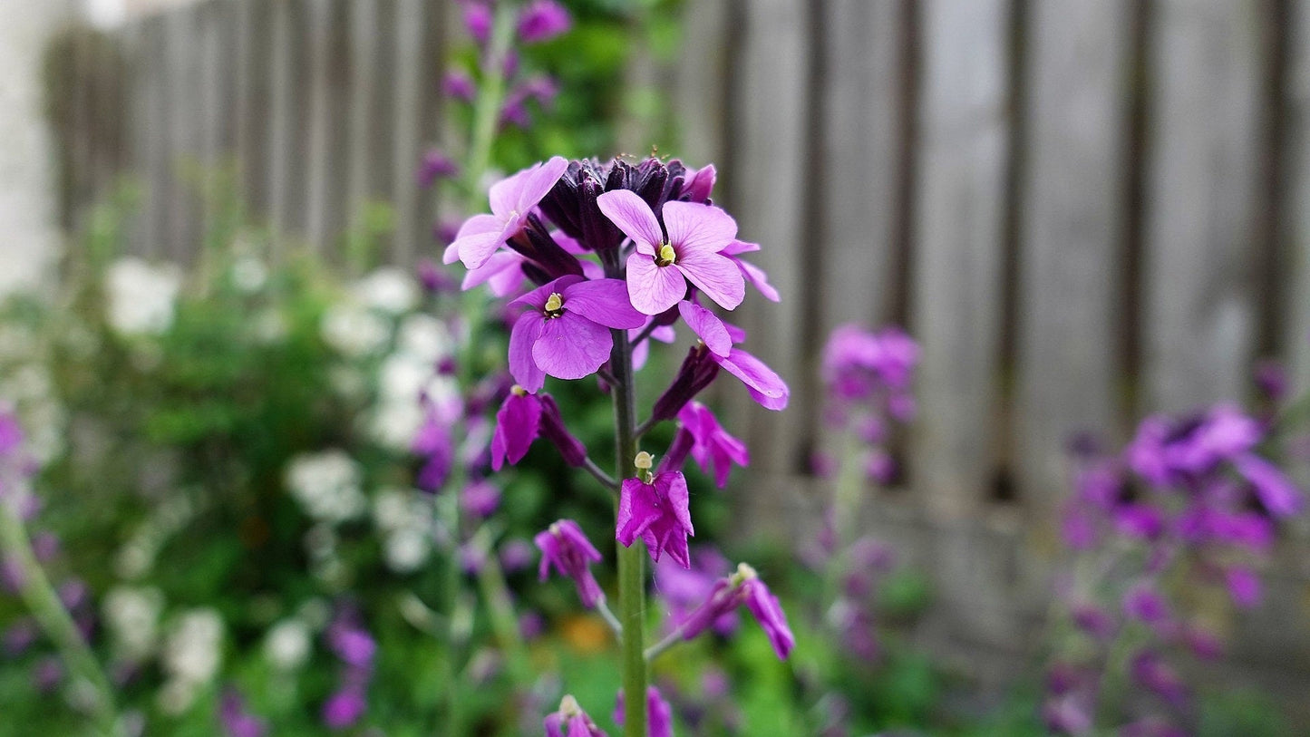 500 EVENING ( night ) SCENTED STOCK Matthiola Longipetala Bicornis Flower Seeds