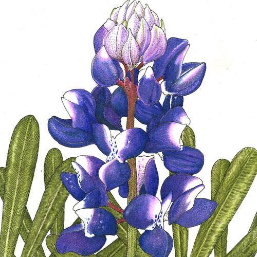 Lupine, Arroyo Blue (1/4 lb)