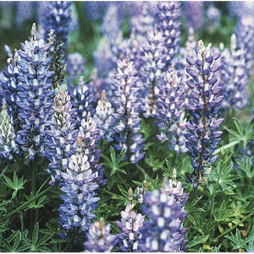 Lupine, Blue & White (lb)