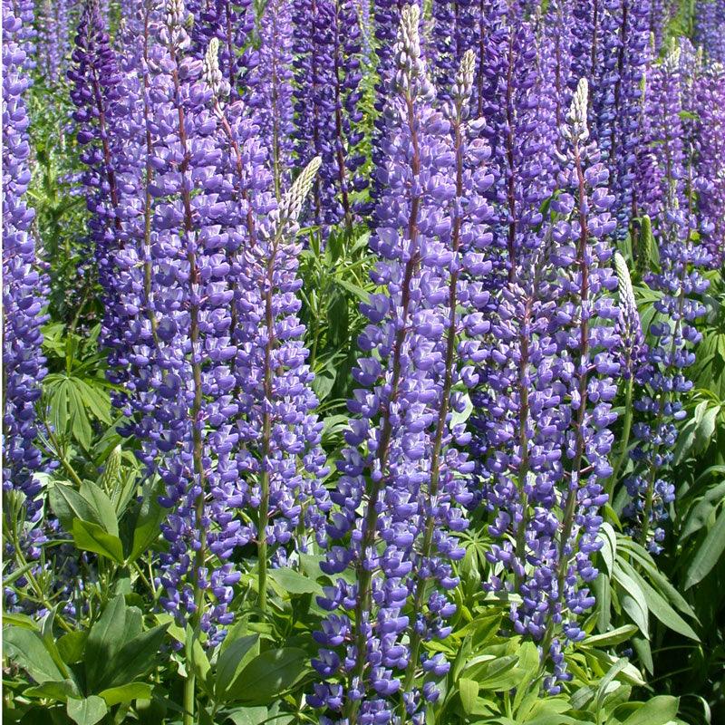 Lupine, Arroyo Blue (1/4 lb)