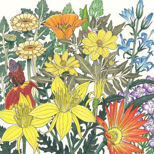 Mediterranean Dryland Wildflower Mix (1/4 lb)