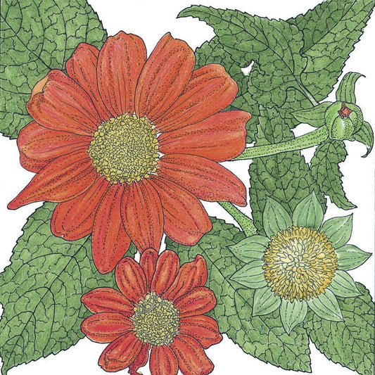 Mexican Sunflower (1/4 lb)