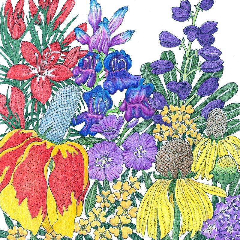 North American Perennial Wildflower Mix (lb)