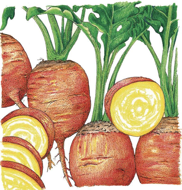 Golden Detroit Beet Seeds (Organic)