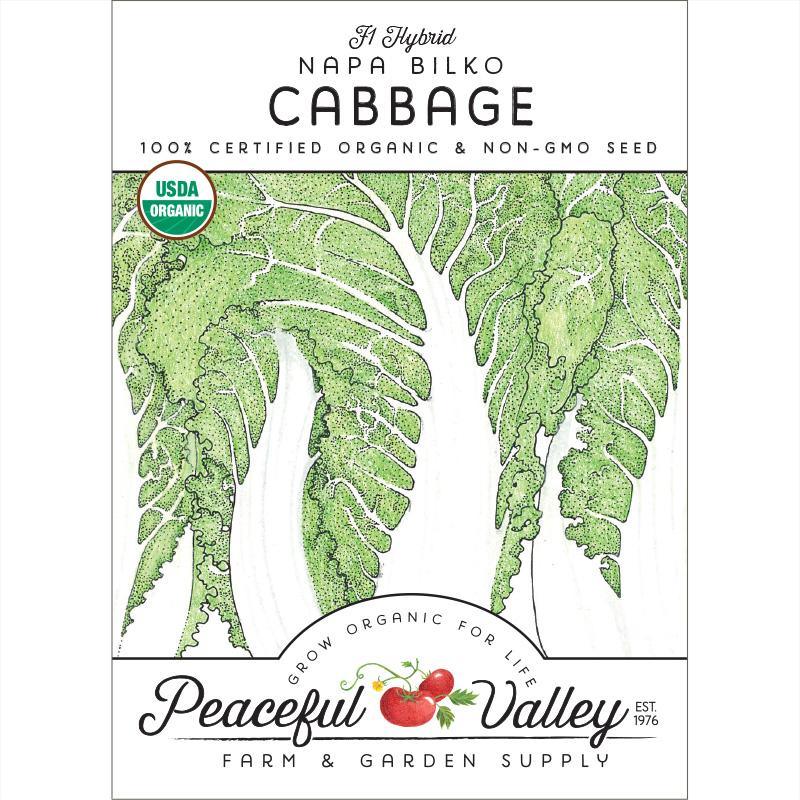 Napa Bilko Cabbage Seeds (Organic)