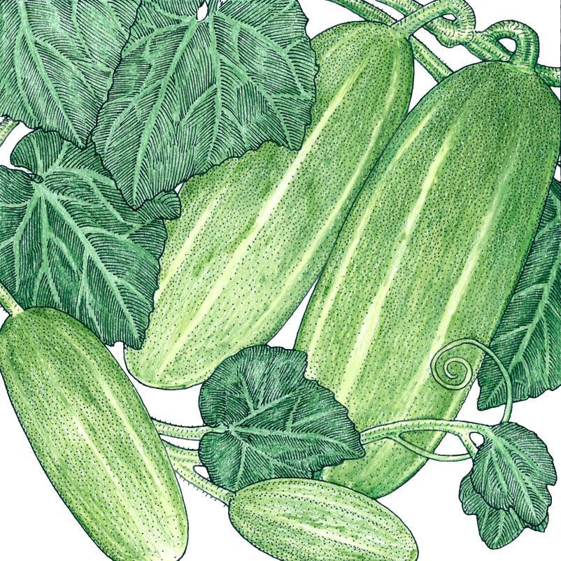 Homemade Pickles Cucumber Seeds (Organic)