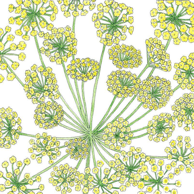 Mammoth Dill Seeds (Organic)