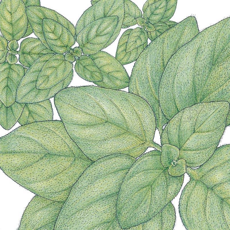 Greek Oregano Seeds (Organic)