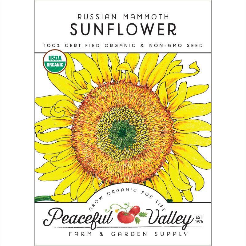 Russian Mammoth Sunflower Seeds (Organic)