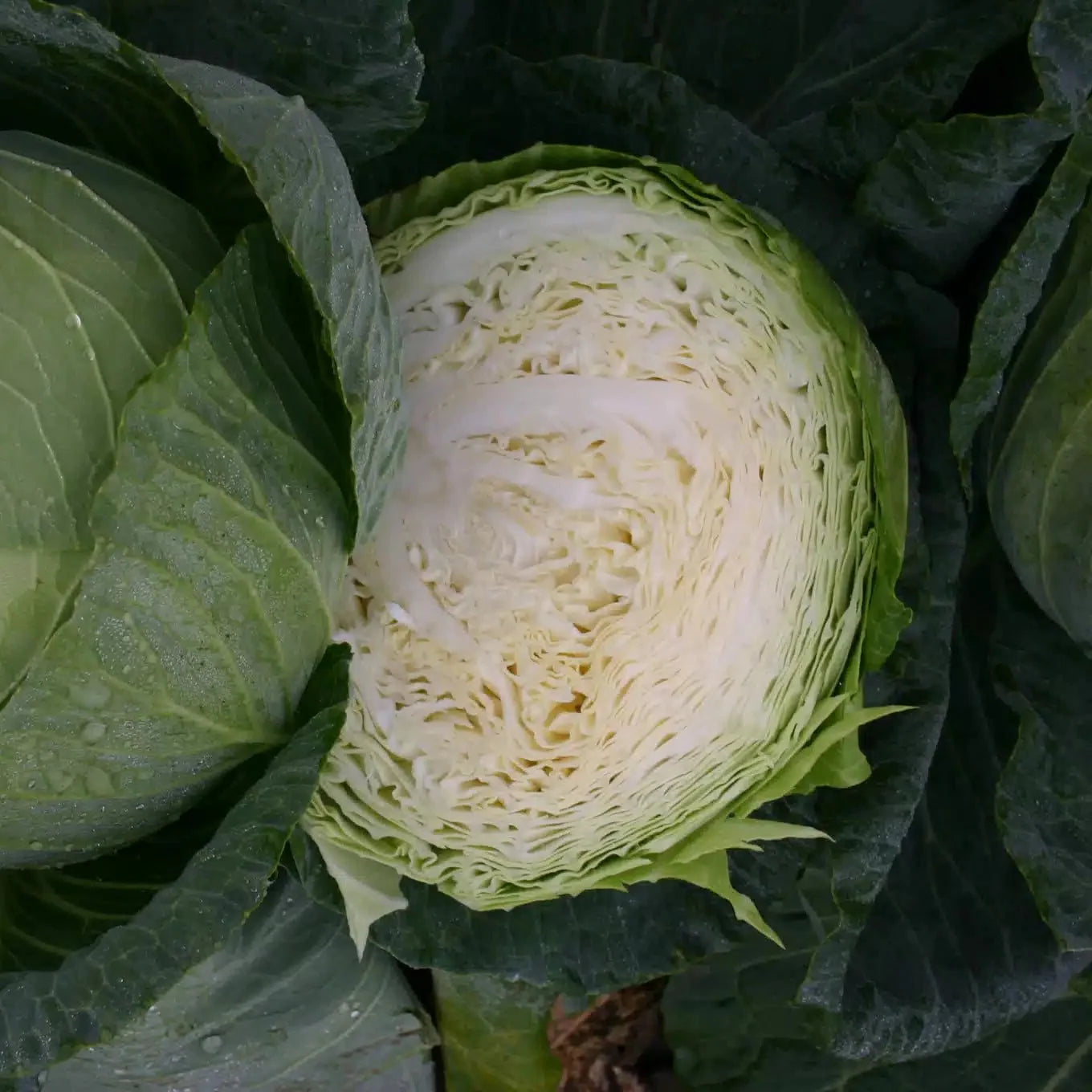 Padoc F1 Cabbage Seeds