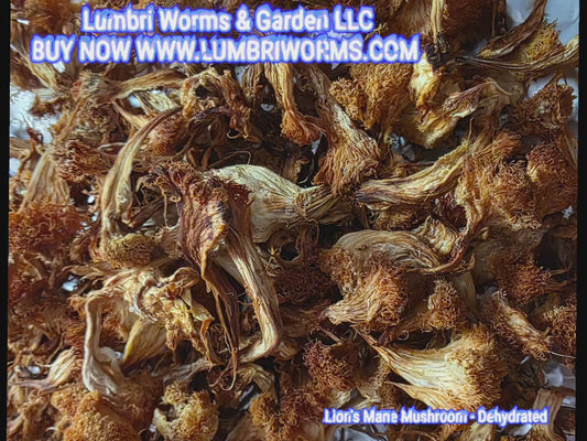 Lion’s Mane Mushroom Powder – Whole Fruiting Body

Our Lion’s Mane Mushroom Powder is made from 100% whole fruiting bodies, carefully dehydrated and finely milled to preserve natural compounds. Known for its role in brain, nerve, and cognitive support, Li