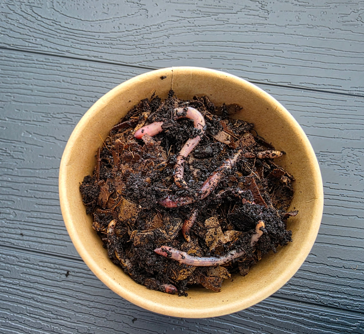 8 oz Worm Starter Colony | Red Wigglers or European Nightcrawlers | Live Composting Worms