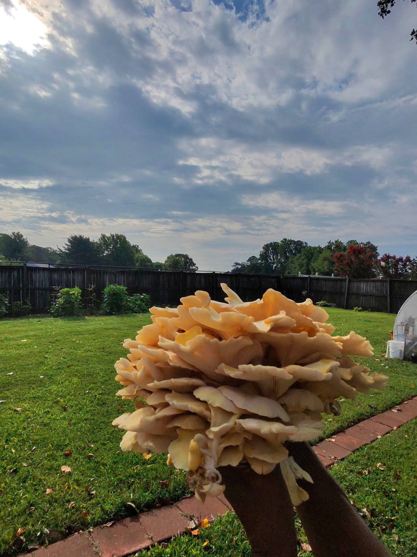 🍄 Fresh Golden Oyster Mushrooms – Bright & Nutty - Fresh Golden Oyster Mushrooms | Lumbri Worms & Garden - LOCAL PICK UP ONLY