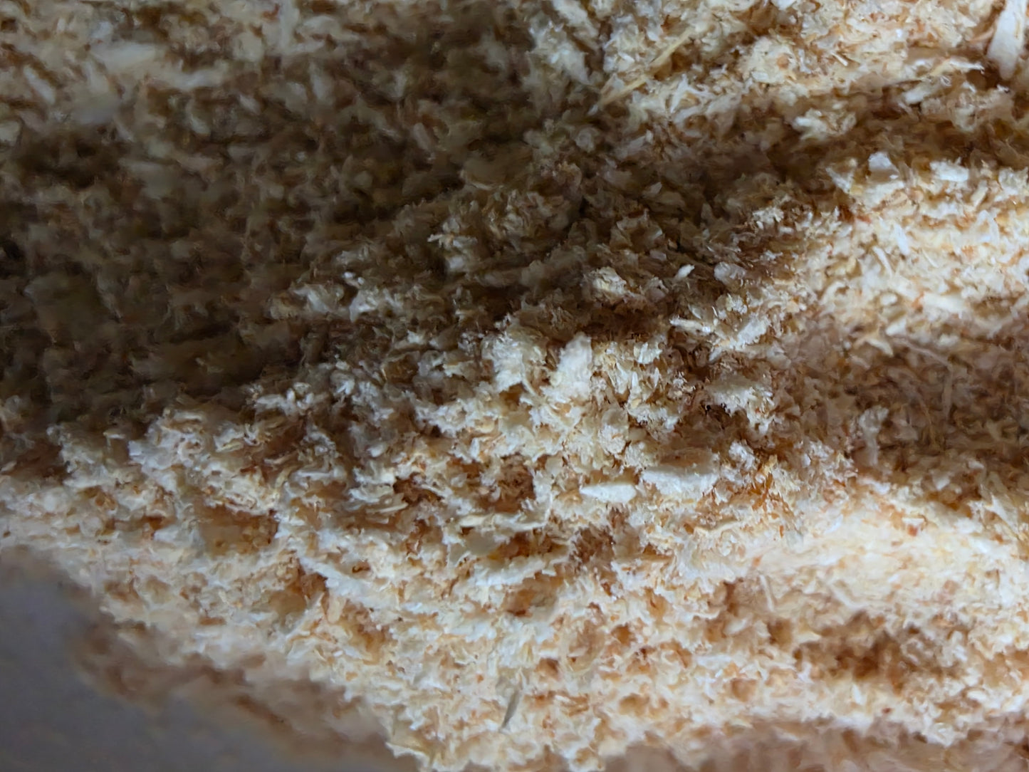 Lion’s Mane Mushroom Powder – Whole Fruiting Body

Our Lion’s Mane Mushroom Powder is made from 100% whole fruiting bodies, carefully dehydrated and finely milled to preserve natural compounds. Known for its role in brain, nerve, and cognitive support, Li