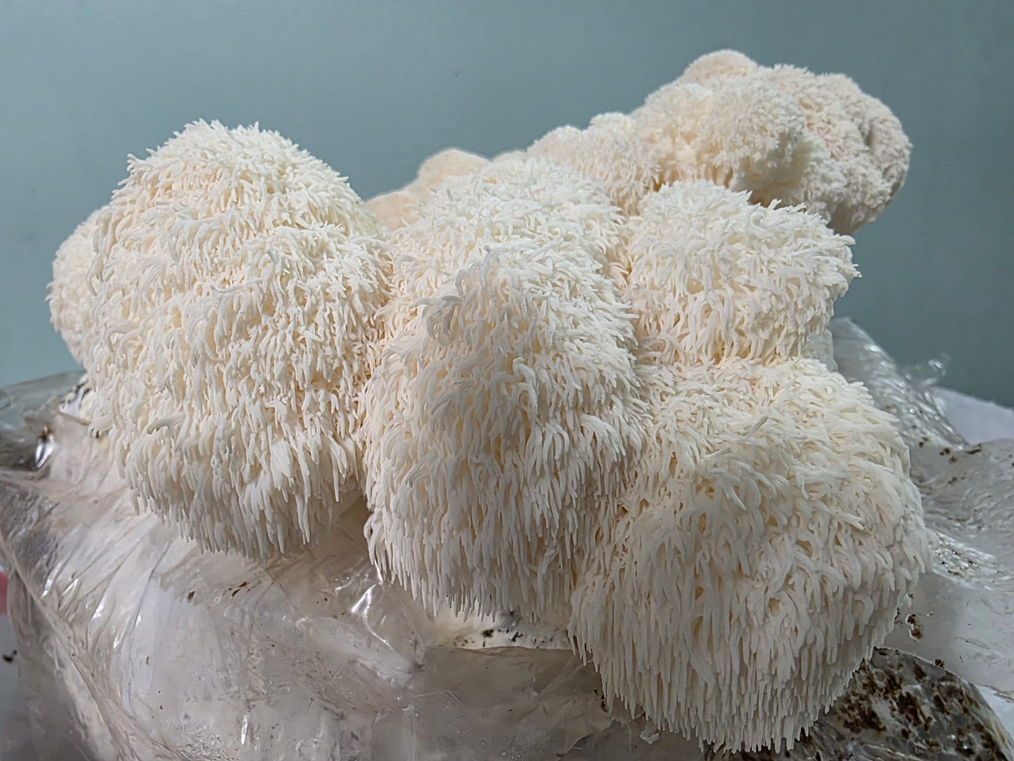 Lion’s Mane Mushroom Powder – Whole Fruiting Body

Our Lion’s Mane Mushroom Powder is made from 100% whole fruiting bodies, carefully dehydrated and finely milled to preserve natural compounds. Known for its role in brain, nerve, and cognitive support, Li