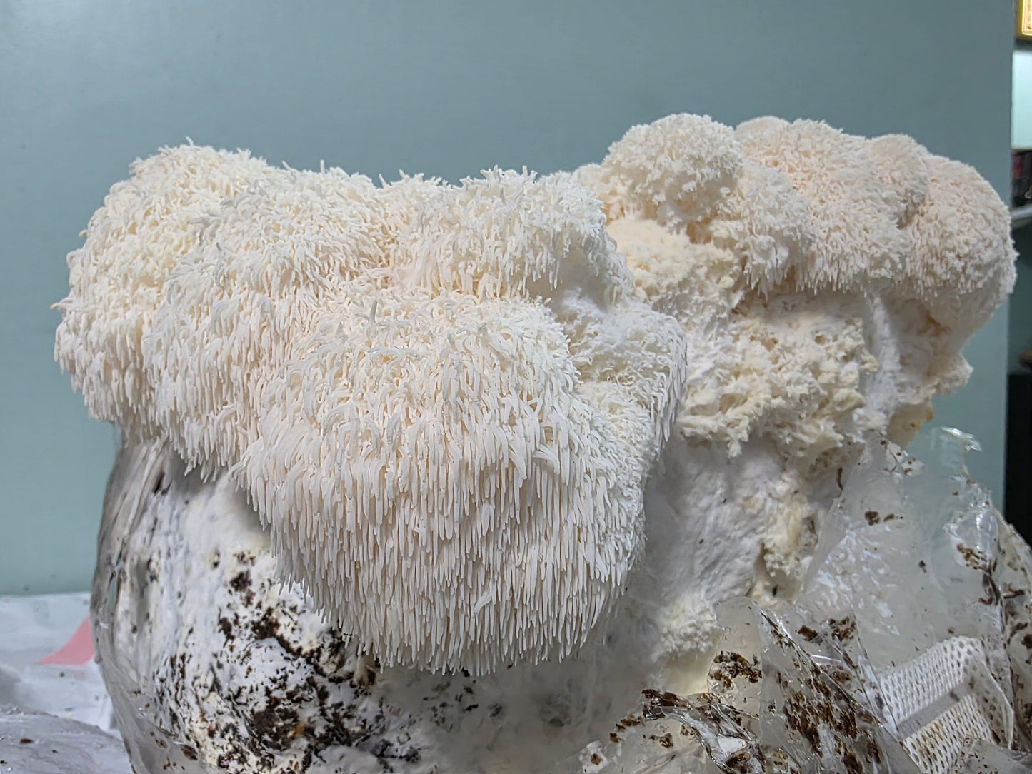 Lion’s Mane Mushroom Powder – Whole Fruiting Body

Our Lion’s Mane Mushroom Powder is made from 100% whole fruiting bodies, carefully dehydrated and finely milled to preserve natural compounds. Known for its role in brain, nerve, and cognitive support, Li
