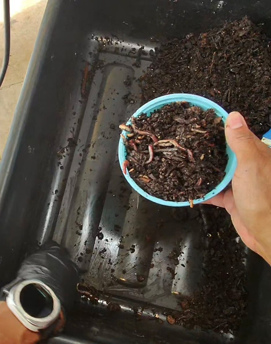 Worm Compost Bin In-Ground | Easy Vermicomposting System | BUY COMPOSTING WORMS