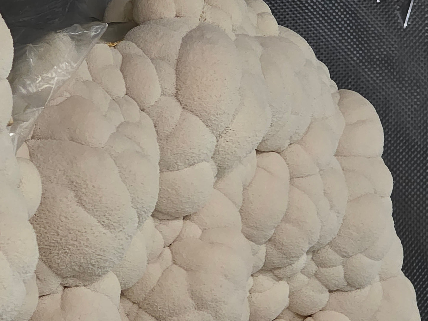 🍄 Lion’s Mane Mushrooms Fresh – Gourmet, Local & Organic | Lumbri Worms & Garden LLC - LOCAL PICK UP ONLY