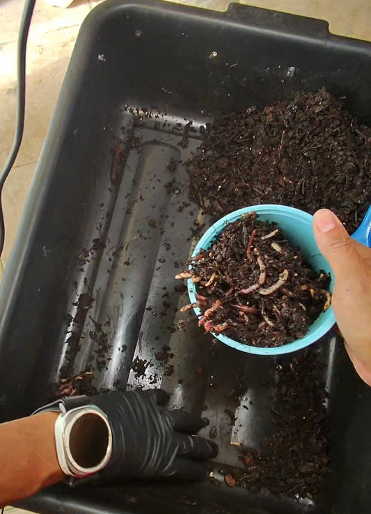 Worm Bin Vermi-Composting In-Ground 3 gal Recycled Bucket System | Easy Vermicomposting System | BUY COMPOSTING WORMS