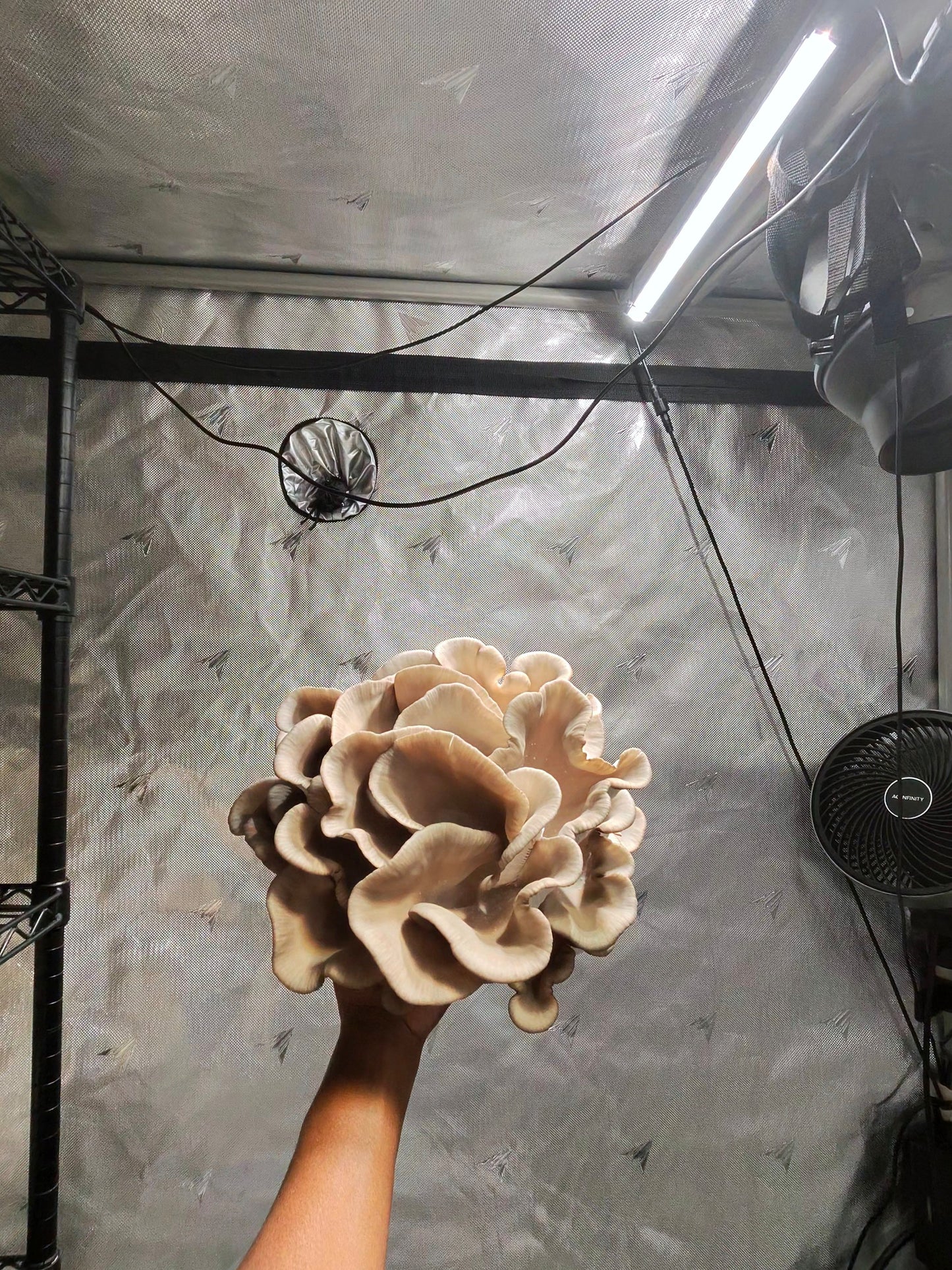 🍄 Fresh Blue Oyster Mushrooms – Delicate & Savory | Lumbri Worms & Garden - LOCAL PICK UP ONLY