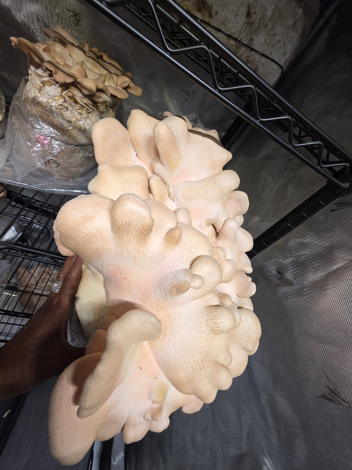 Pink Oyster Mushroom Growing Kit - 5 LBS Spray and Grow