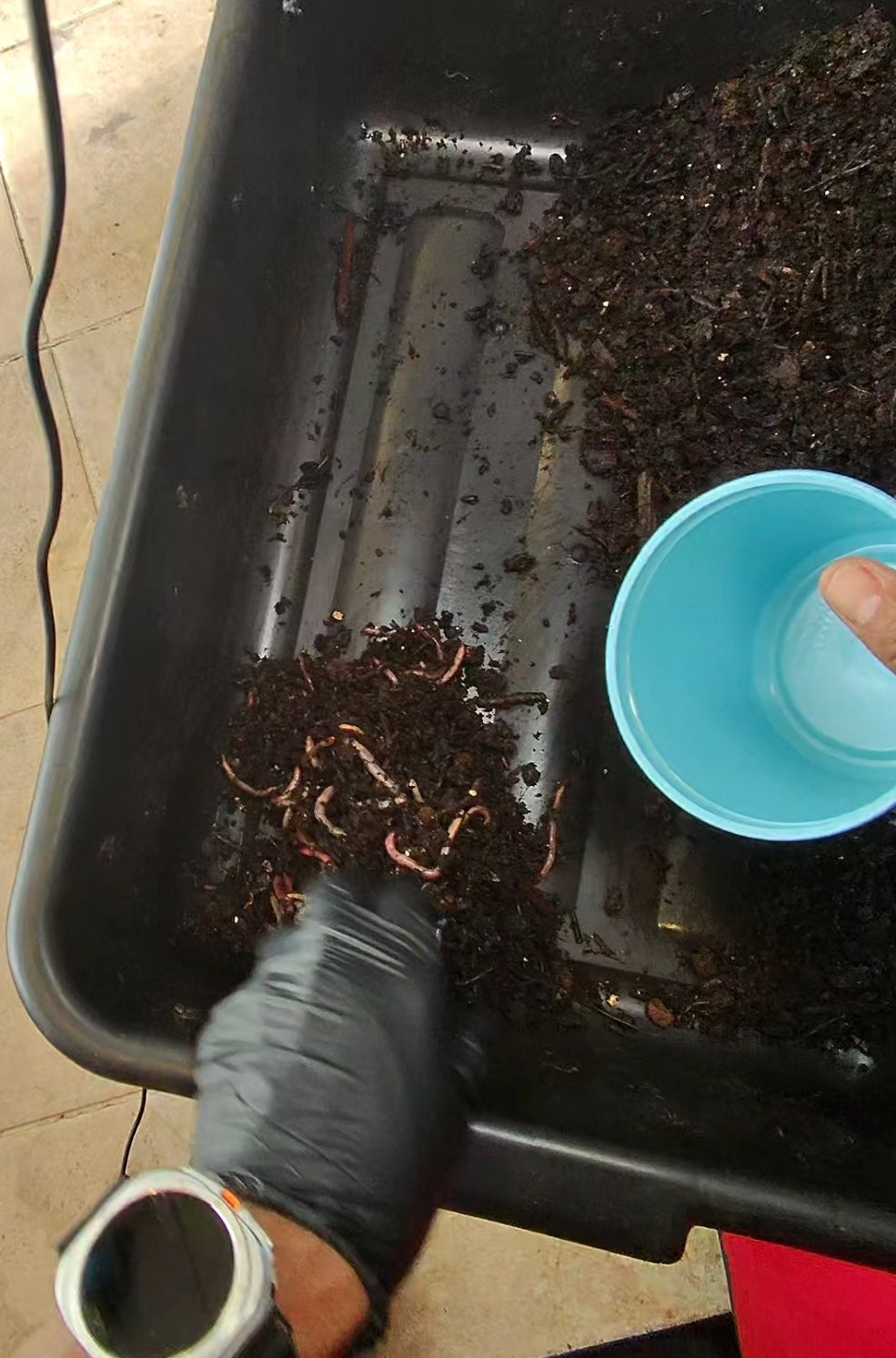 Worm Compost Bin In-Ground | Easy Vermicomposting System | BUY COMPOSTING WORMS