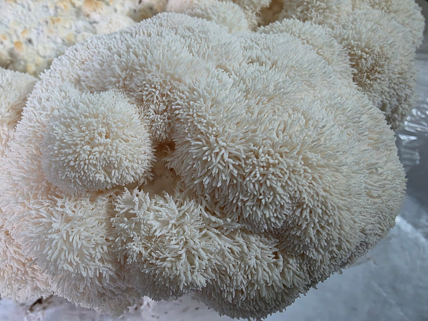 Lion’s Mane Mushroom Powder – Whole Fruiting Body

Our Lion’s Mane Mushroom Powder is made from 100% whole fruiting bodies, carefully dehydrated and finely milled to preserve natural compounds. Known for its role in brain, nerve, and cognitive support, Li