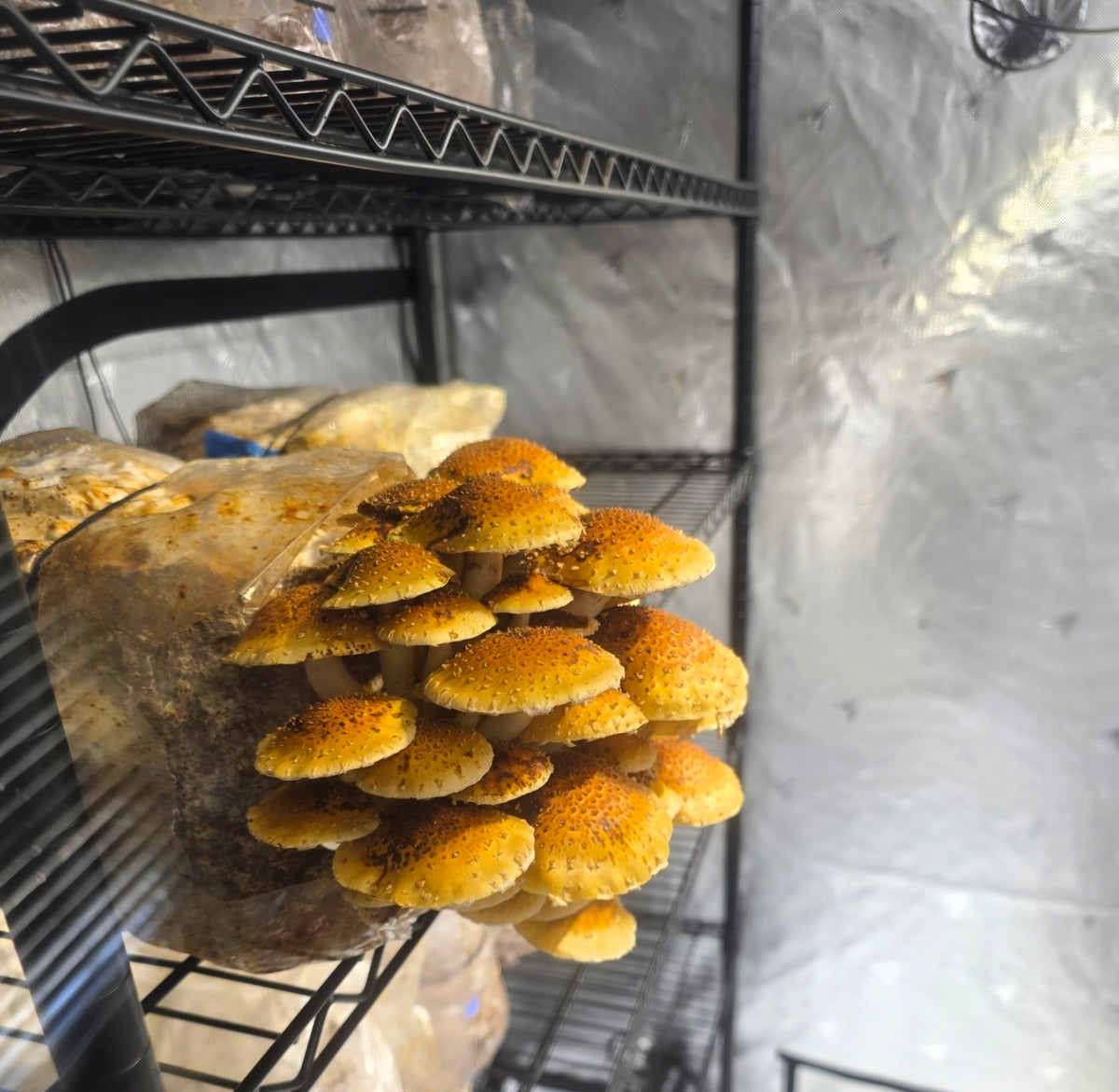 Dehydrated Chestnut Mushrooms