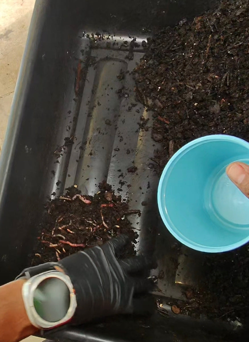 Worm Compost Bin In-Ground | Easy Vermicomposting System | BUY COMPOSTING WORMS