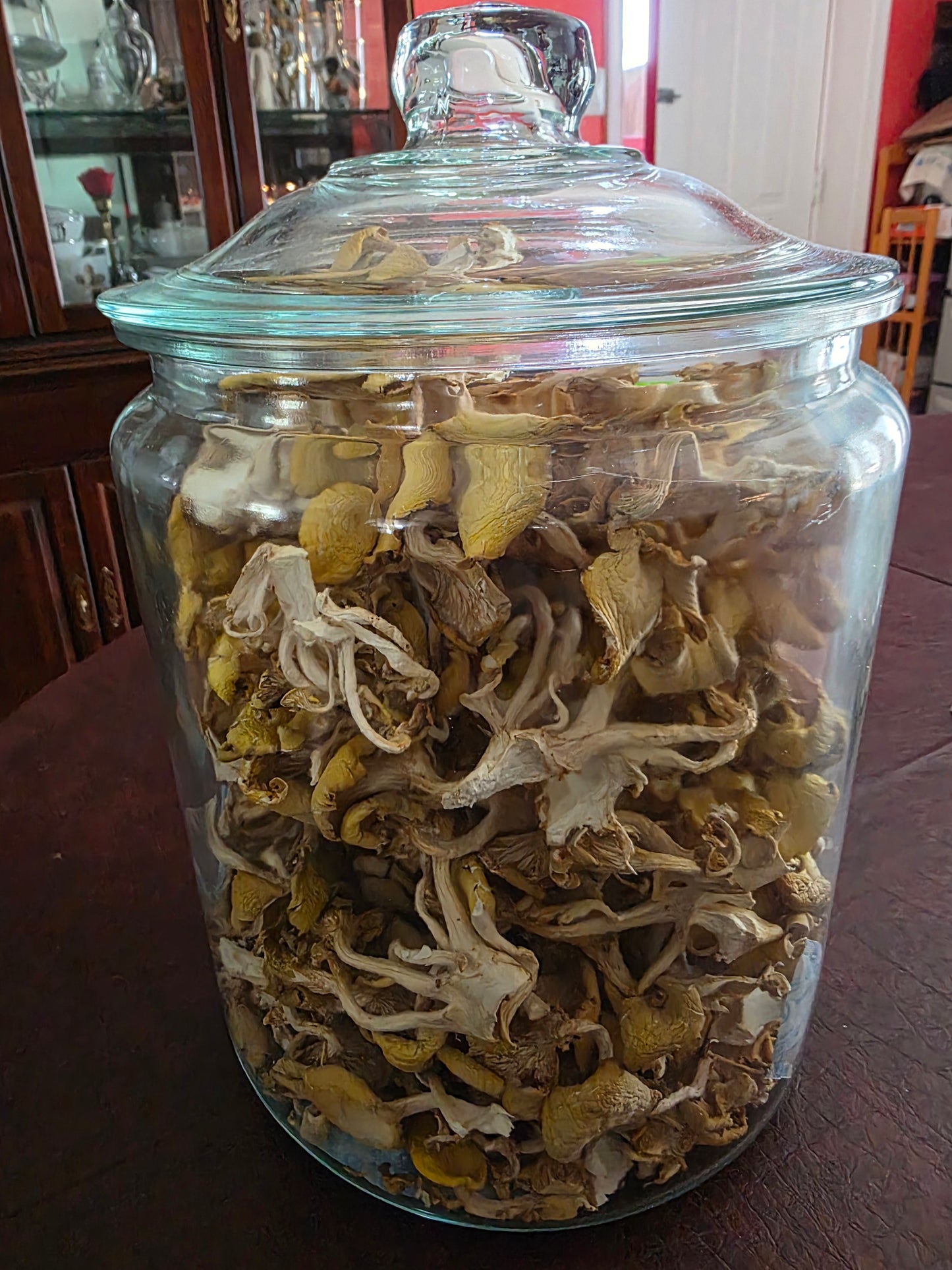 🍄 Fresh Golden Oyster Mushrooms – Bright & Nutty - Fresh Golden Oyster Mushrooms | Lumbri Worms & Garden - LOCAL PICK UP ONLY