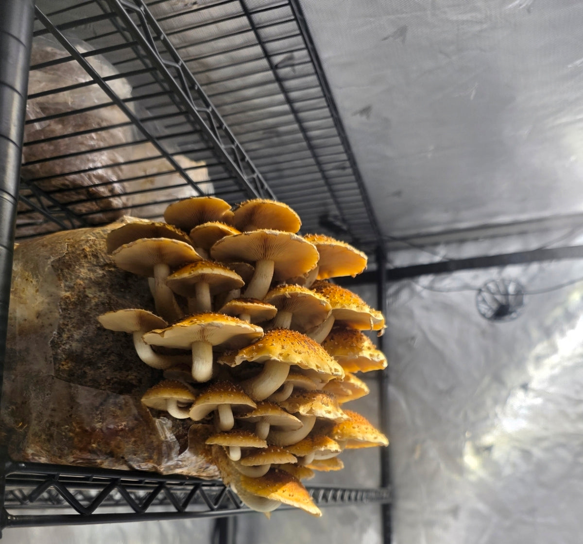 Dehydrated Chestnut Mushrooms