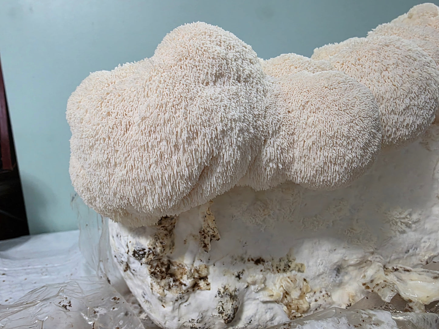 Lion’s Mane Mushroom Powder – Whole Fruiting Body

Our Lion’s Mane Mushroom Powder is made from 100% whole fruiting bodies, carefully dehydrated and finely milled to preserve natural compounds. Known for its role in brain, nerve, and cognitive support, Li