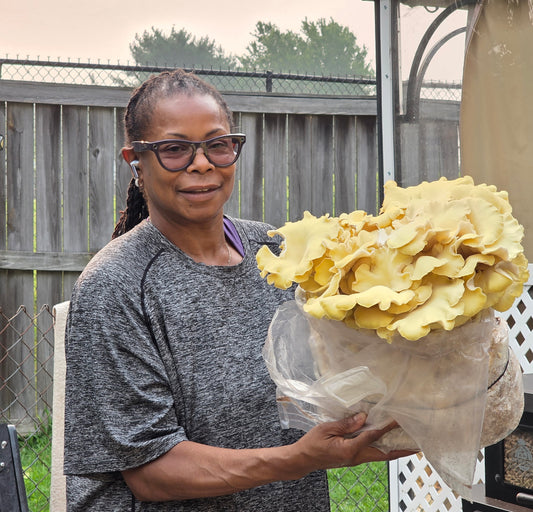 Gold Oyster Mushroom Grow Kit Fruiting Block - 5 LBS