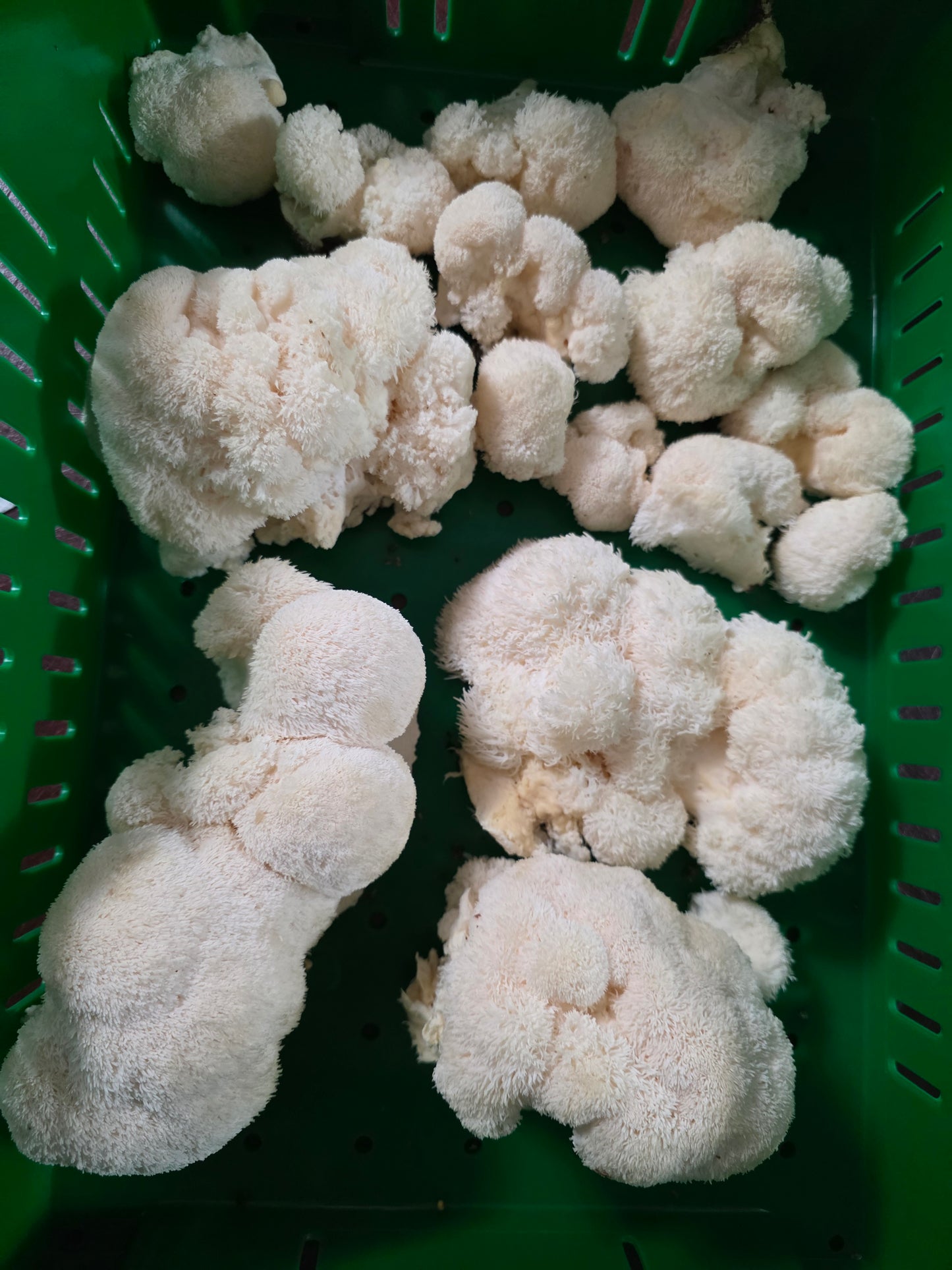 Lion’s Mane Mushroom Powder – Whole Fruiting Body

Our Lion’s Mane Mushroom Powder is made from 100% whole fruiting bodies, carefully dehydrated and finely milled to preserve natural compounds. Known for its role in brain, nerve, and cognitive support, Li