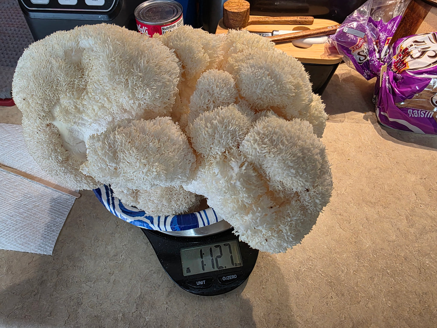 Lion’s Mane Mushroom Powder – Whole Fruiting Body

Our Lion’s Mane Mushroom Powder is made from 100% whole fruiting bodies, carefully dehydrated and finely milled to preserve natural compounds. Known for its role in brain, nerve, and cognitive support, Li