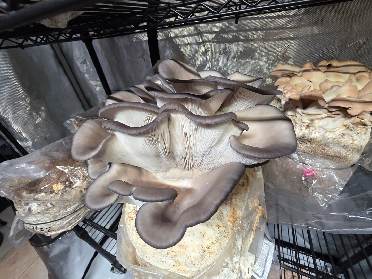 🍄 Fresh Blue Oyster Mushrooms – Delicate & Savory | Lumbri Worms & Garden - LOCAL PICK UP ONLY