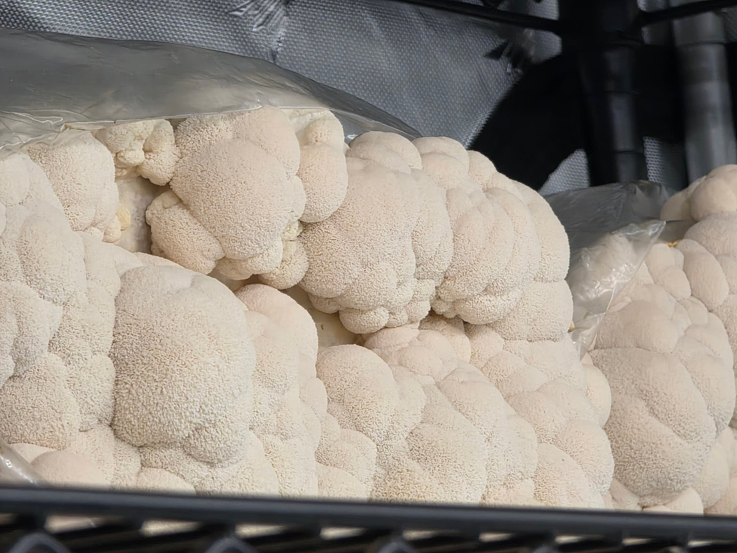 🍄 Lion’s Mane Mushrooms Fresh – Gourmet, Local & Organic | Lumbri Worms & Garden LLC - LOCAL PICK UP ONLY