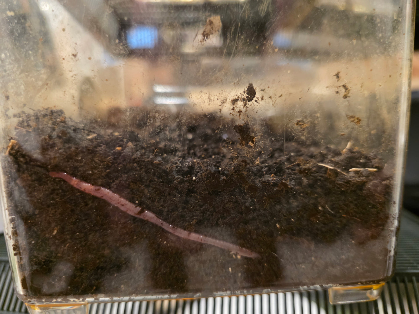 Terrarium LIVE Worm Kit - Eco Systems Ready-To-Go - GREAT FOR KIDS - Worm Composting Starter Kit – Complete Eco System with Live Worms - LOCAL PICK UP ONLY