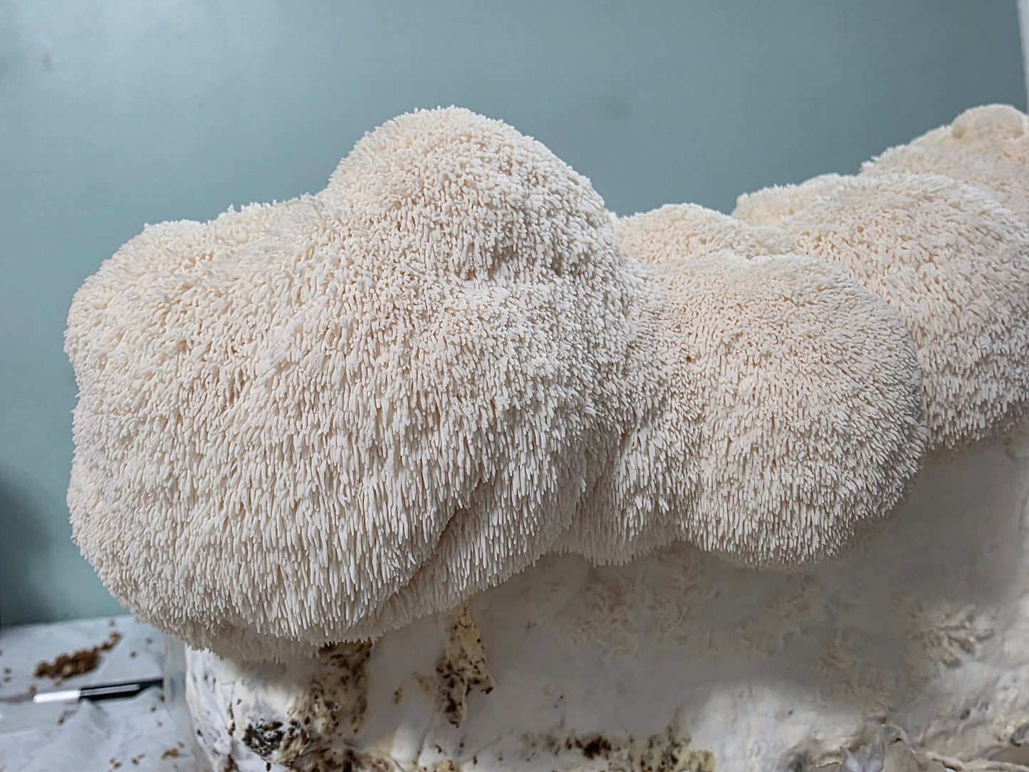 Lion’s Mane Mushroom Powder – Whole Fruiting Body

Our Lion’s Mane Mushroom Powder is made from 100% whole fruiting bodies, carefully dehydrated and finely milled to preserve natural compounds. Known for its role in brain, nerve, and cognitive support, Li