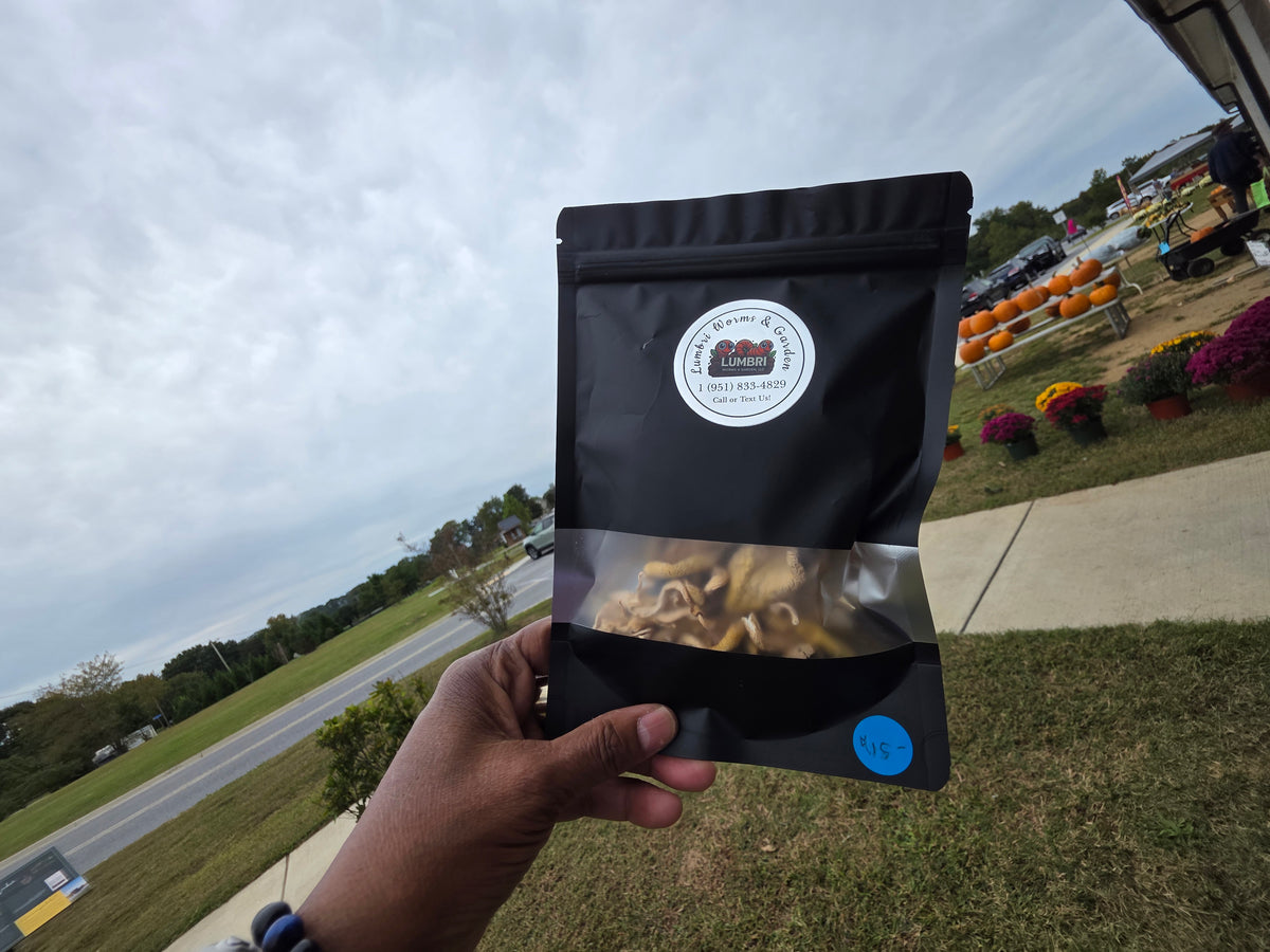 Dehydrated Golden Oyster Mushrooms .5 oz / 14 g