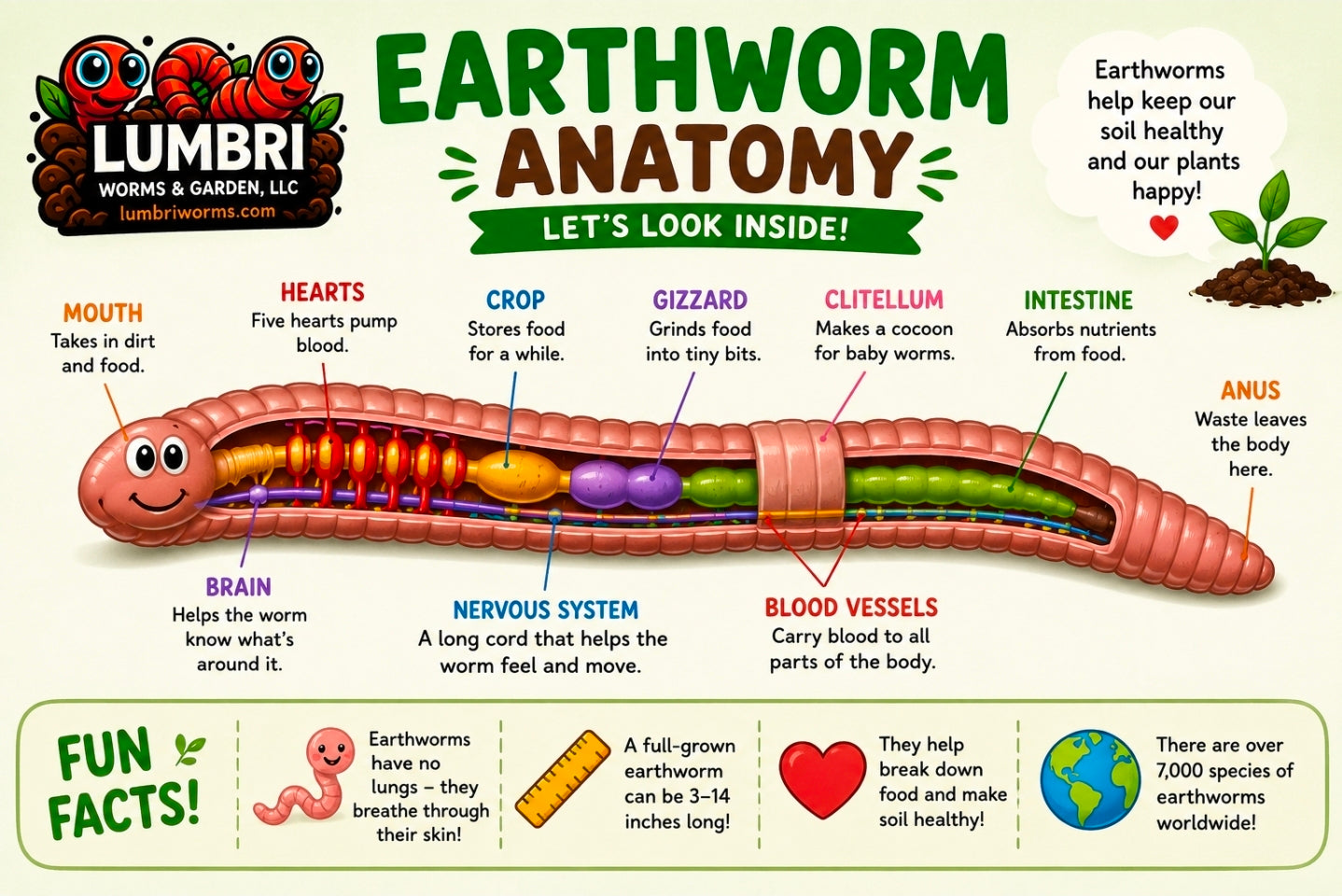 Vermicomposting Workshop | Learn Composting with Red Wigglers & European Nightcrawlers