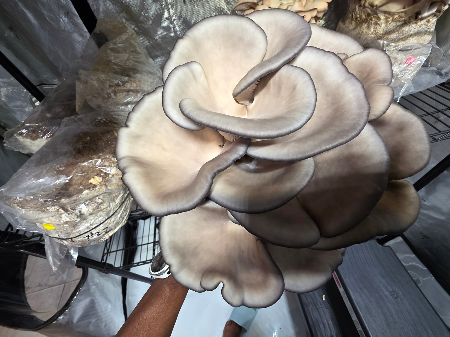 🍄 Fresh Blue Oyster Mushrooms – Delicate & Savory | Lumbri Worms & Garden - LOCAL PICK UP ONLY