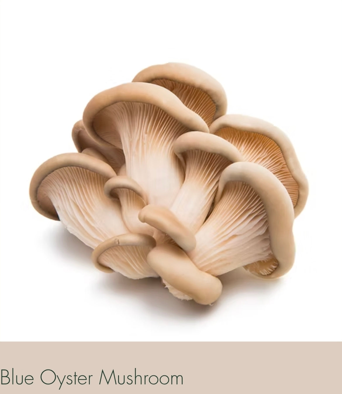 🍄 Fresh Gourmet Mushrooms Multi Pak (3) – Lion’s Mane, Shiitake & Oysters - LOCAL PICK UP ONLY