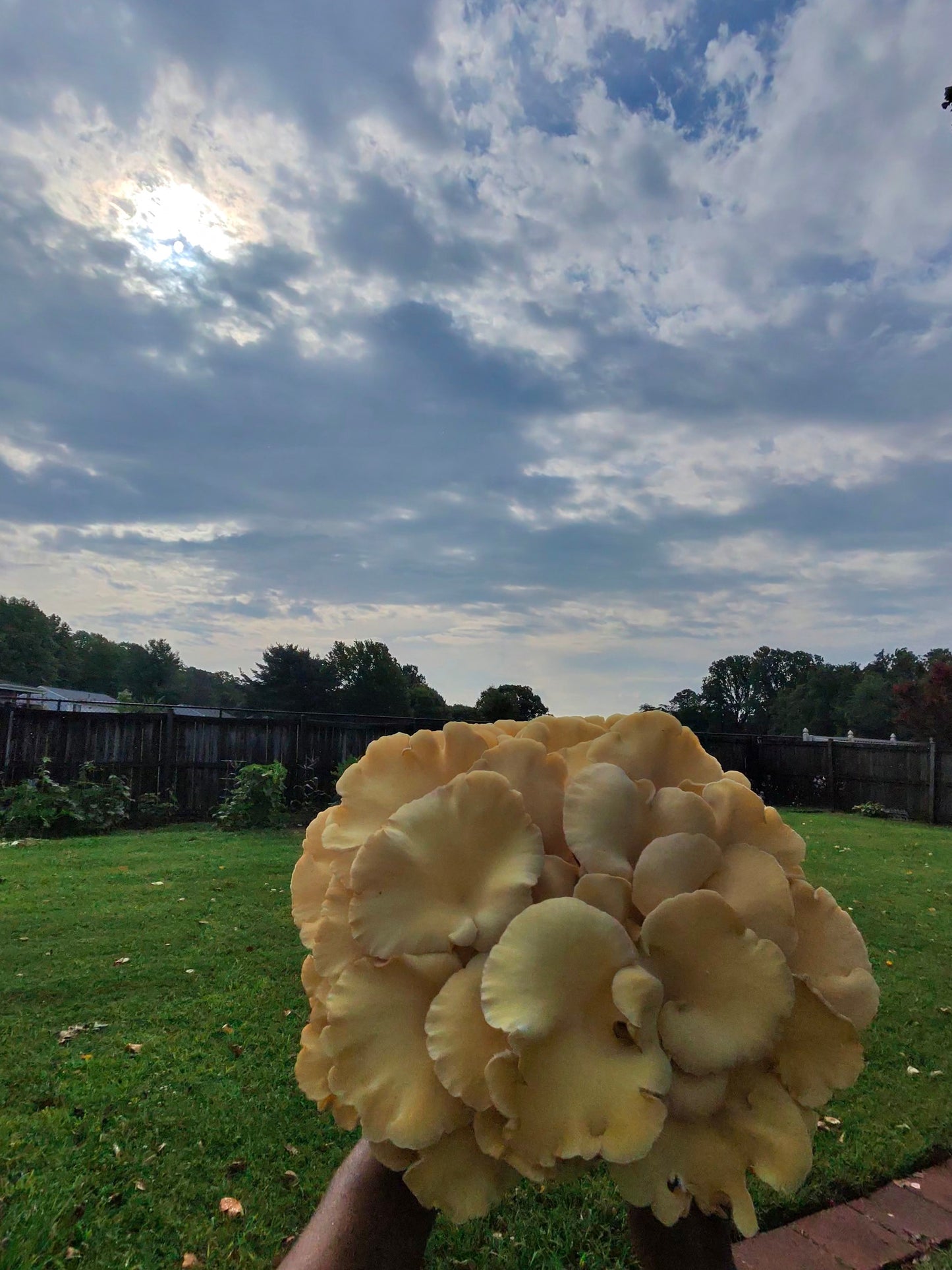 🍄 Fresh Golden Oyster Mushrooms – Bright & Nutty - Fresh Golden Oyster Mushrooms | Lumbri Worms & Garden - LOCAL PICK UP ONLY